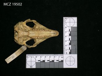 Media type: image;   Mammalogy 19502 Description: Image of skeleton specimen - ventral view. ventral view of skull.;
